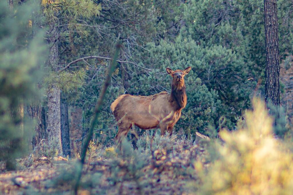 Forest Cabin 6 Enchanted Forest Пейсон Экстерьер фото
